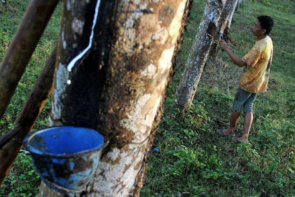 Daerah Penghasil Karet Terbesar Di Indonesia