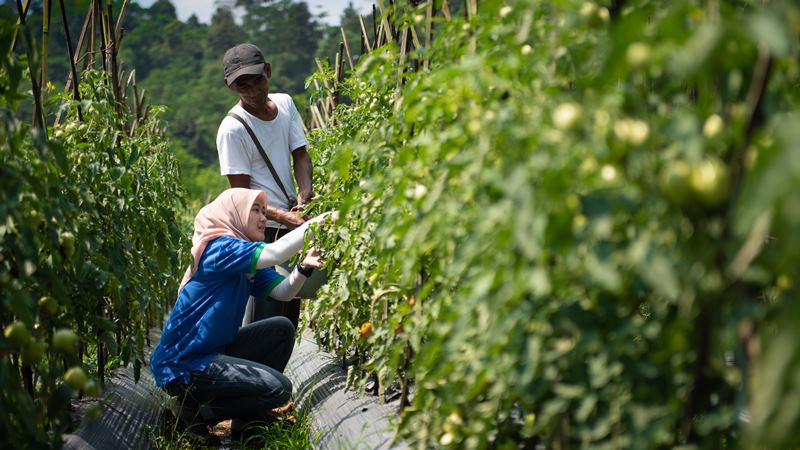 Menyemai Masa Depan Cerah Startup Akuakultur Dan Agrikultura