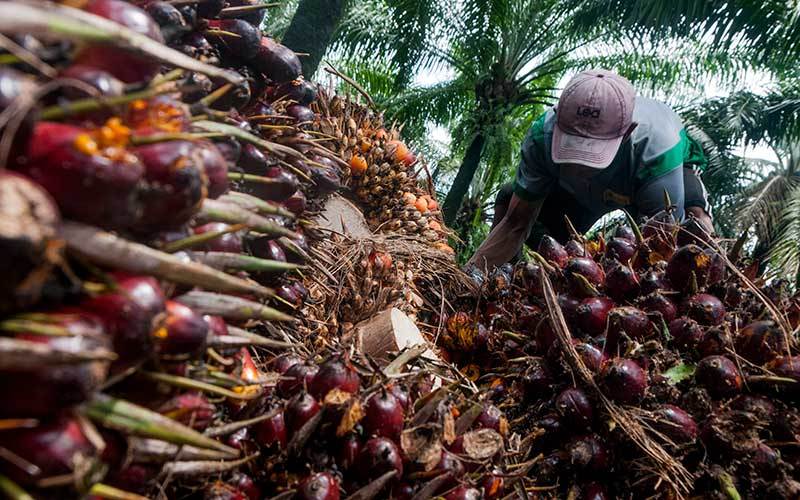 Industri Kelapa Sawit, Presiden Jokowi Keluhkan Diskriminasi UE