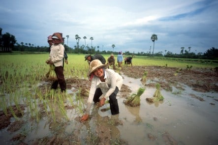  Kamboja Ajak Pengusaha Indonesia Investasi di Sektor Pertanian