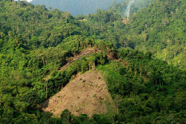 Perjuangan Melindungi Hutan Adat Kalimantan lewat Film The Flame