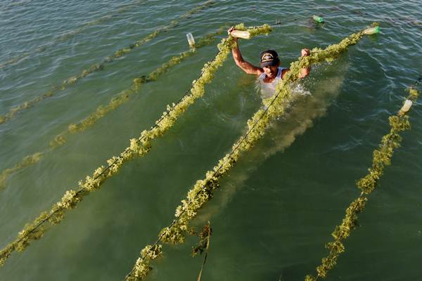 Prospek Budi Daya Rumput Laut di Nunukan Menggiurkan
