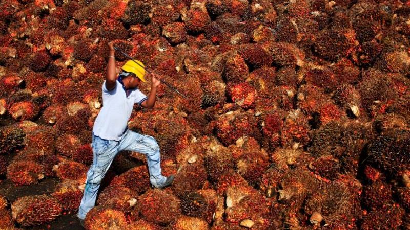 Prabowo’s B50 Biodiesel Plan May Cause Palm Oil Shortage