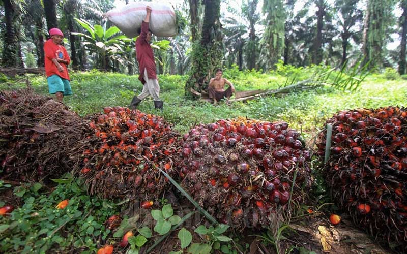 Prospek Industri Sawit 2024 Usai Berakhirnya Windfall Komoditas