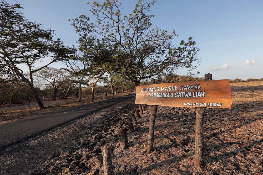 Pesona Taman Nasional Baluran Yang Berhasil Memikat Wisatawan